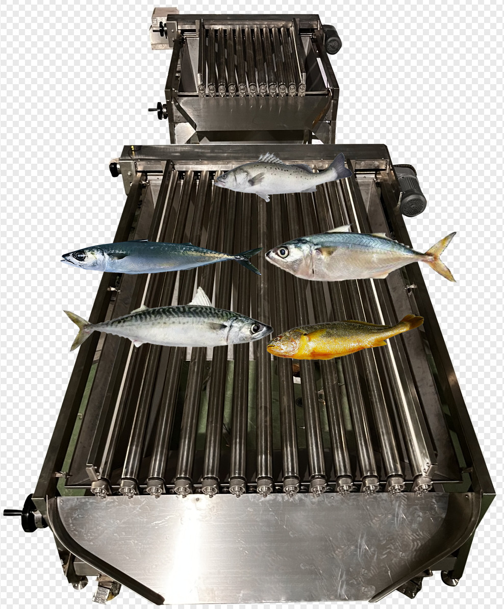 Most Accurate Pelagic Fish Grading Line And Sorting Other Small Fish ...