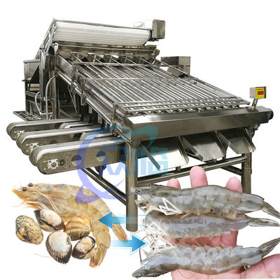 Stainless Steel Shrimp Grading Machine Practical 6000x4000x2200mm