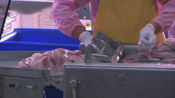 Multipurpose Catfish Skinner Machine Anti Erosion 700x600x930mm