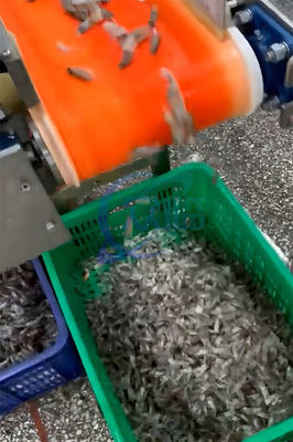 Durable 800W Shrimp Processing Plant , Automatic Shrimp Head Removal System