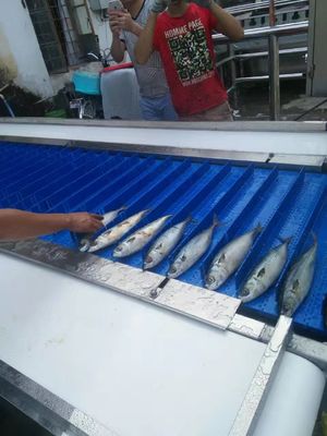 3P Anti Erosion Fish Head Cutter Machine Multipurpose 200-400kg/H