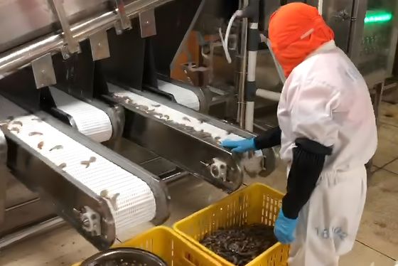 380V 50Hz Shrimp Grader Machine , Durable Seafood Process Equipment