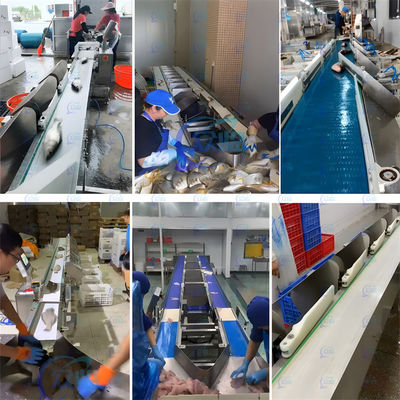 SUS304 Fish Weight Sorting Machine Lever type 261 pcs/min