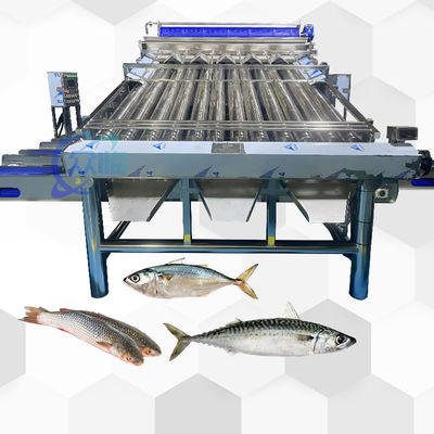 Good Effect Fish Roller Grader For Pelagic Fish Roller Sorting Machine And Fish Sizing