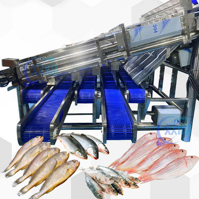 Large Yield Sardine Sizing Machine With 12 Roller Automatic Sardine Grading Line