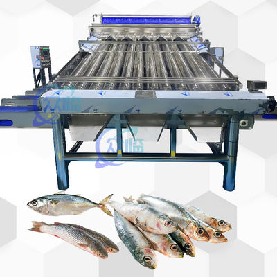 High Speed Live Fish Roller Grader With 12pcs Live Fish Roller Sorting Line