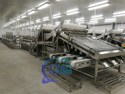 Efficient fish processing and sorting machine Fish size and specification screening machine
