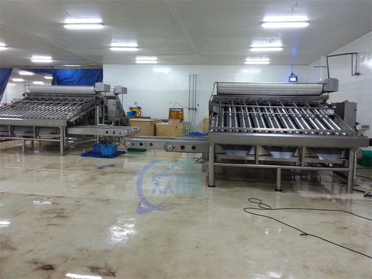 Seafood Shrimp Processing Classifier Automatic Fast Fish Shrimp Size Classifier Shrimp Production Line Screening Machine