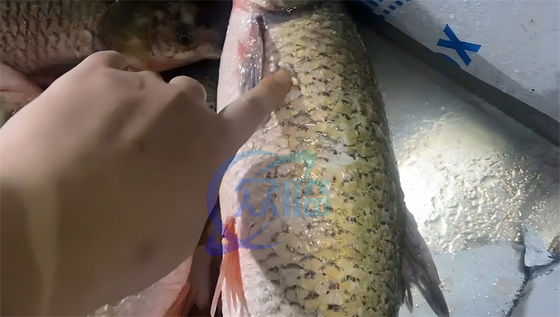 Tilapia fish scale viscera removing cleaning machine fish cleaning machine scale remove universal fish scaling machine