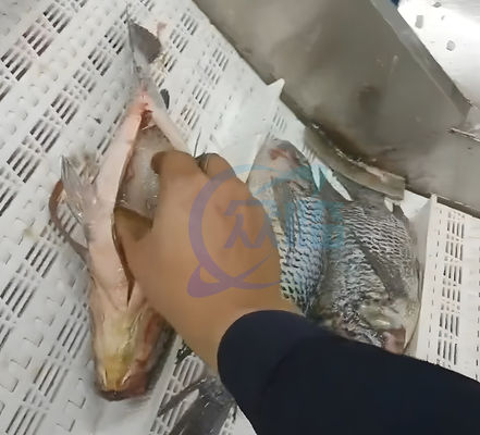 Electrical Fish Cleaning Machine Fish Belly Splitting Cutting Killing Machine Mandarin Fish Salmon