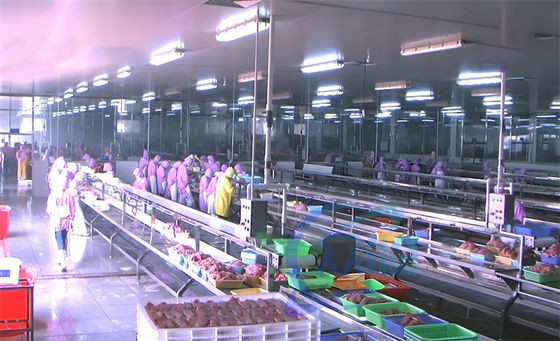 Fish and shrimp processing conveyor belt Seafood processing factory workbench Shrimp processing line production line