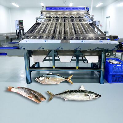 Good price Stainless Steel 304 Roller Fish Sorter Croaker Grader Zolim Sardine Sorting Machine Mackerel Grader Small Fish Sizing Machine online
