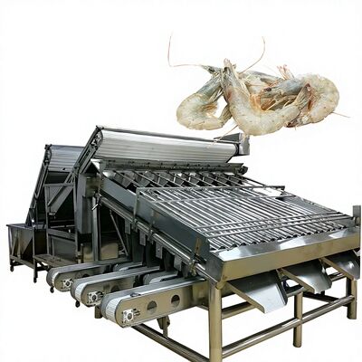 Good price SUS304 Practical Shrimp Sorting Machine , Anti Corrosion Prawn Grader High Capacity Shrimp Sizing Machine Shrimp Sorter online