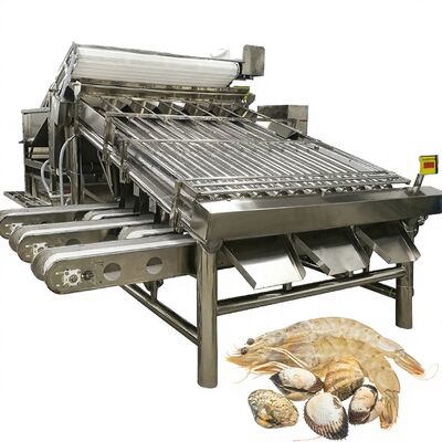 Good price Stainless Steel Shrimp Sorting Equipment Stable Anti Erosion 4.9KW Shrimp Sizing Machine for Prawn Plant Automatic Prawn Grader online