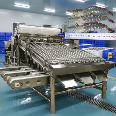 Good price Anti Corrosion Shrimp Grading Machine Zolim Shrimp Sizing Machine Shrimp Sorting Equipment 4.9KW Shrimp Processing Machine online