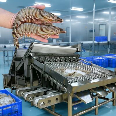 Good price Cheap Roller Prawn Grading Machine Multi Function Shrimp Sorter Durable Prawn Roller Sorting Machine Hot Sale Prawn Grader online