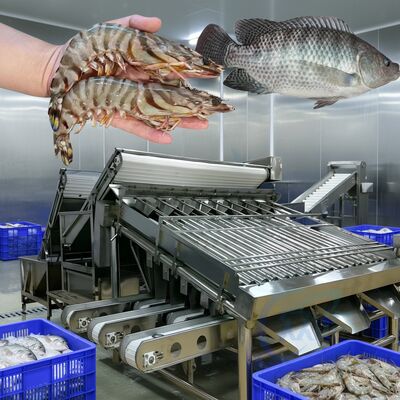 Good price Durable Shrimp Grading Machine 4.9KW  Fish Sorting Machine for Seafood Plants Automatic Prawn Sizing Line Zolim Fish Grader online