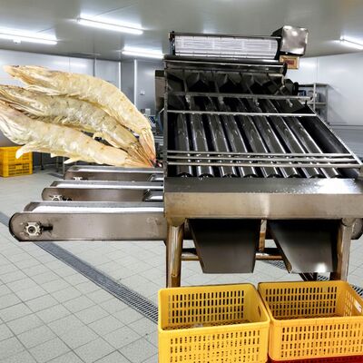 Good price 4.9KW Roller Shrimp Sorter SUS304 Shrimp Grading Machine Zolim Automatic Prawn Grader Best Shrimp Sizing Machine for Seafood online
