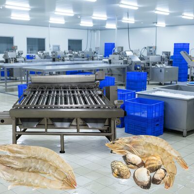 Good price Stainless Steel Shrimp Sizing Machine 4.9kw Prawn Sorting Machine for Seafood Processing Zolim Shrimp Sorting Machine Prawn online