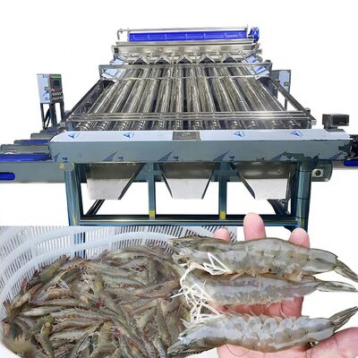 Good price Fully Automatic Multi-functional Fish and Shrimp Sorting and Grading Machine Customized Roller Rapid Shrimp Grading Machine online