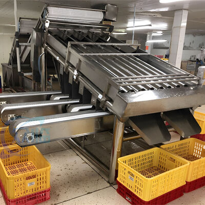 Good price Seafood Fish and Shrimp Processing Plant Size Sorting Machine Fish Size Sorting Machine online
