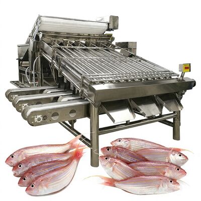 Good price Efficient Fish Sorting Machine Fish Sizing Machine and Fish Specification Machine 1000kg-1200kg Fish Sorter for Fish Processing online