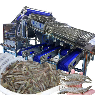 Good price Automatic Shrimp Grader Sorter  Prawn Sorting Grading Machine Fresh Prawn Washing Rolling Sorting Machine online