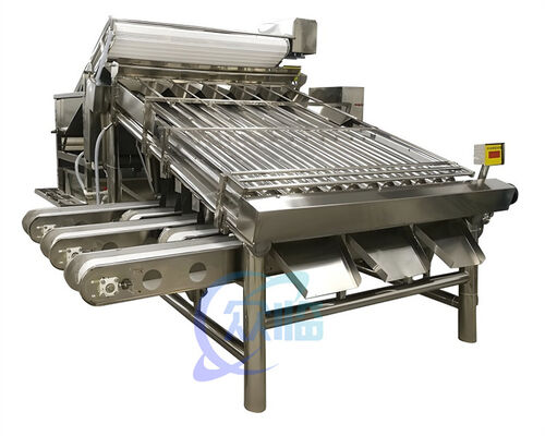 Good price Automatic Shrimp Sorting Machine for Shrimp Peeling   Fresh Prawn Washing Rolling Sorting Machine  Shrimp Grader online